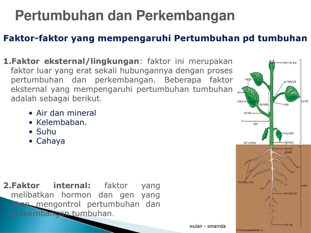 Ppt Pertumbuhan Dan Perkembangan Tumbuhan Kelas Streamnasad